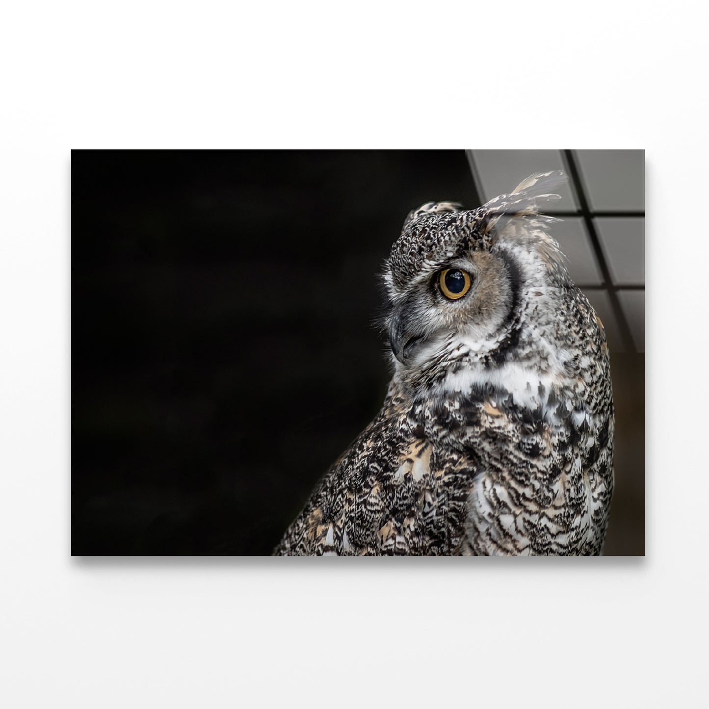 Great Horned Owl Dark Background Acrylic Glass Print Tempered Glass Wall Art 100% Made in Australia Ready to Hang - Bella Home Decor