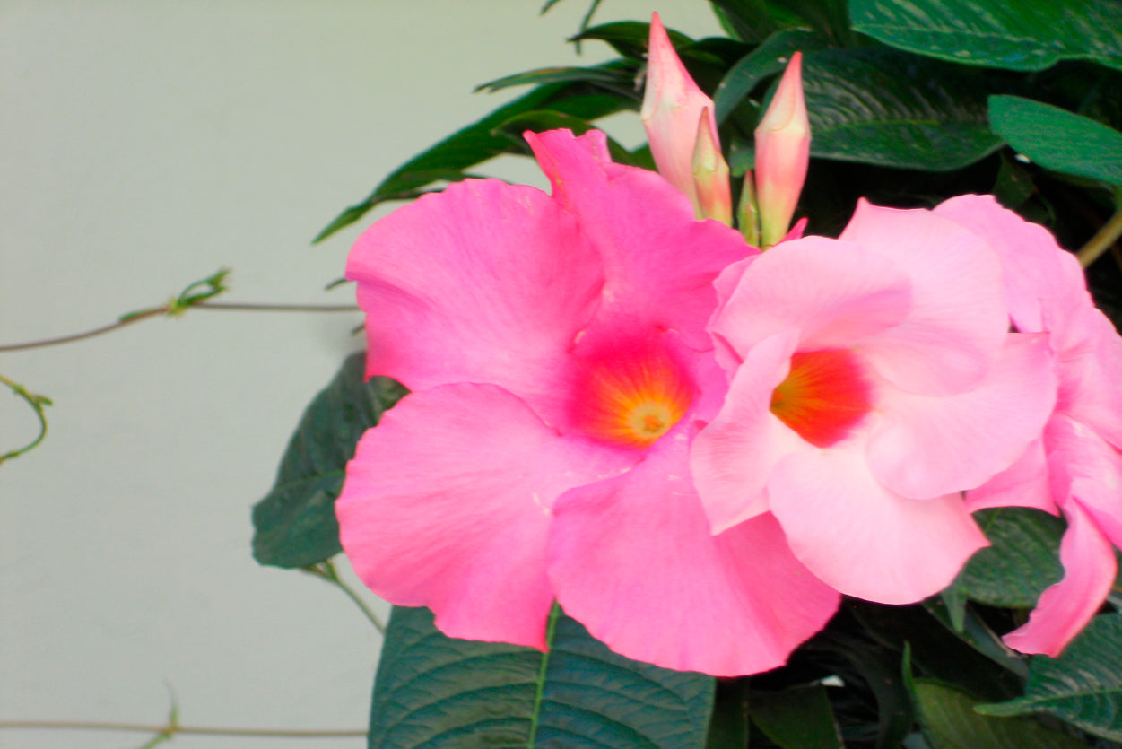 Close-Up of a Pink Mandevilla Flower Home Decor Premium Quality Poster Print Choose Your Sizes - Bella Home Decor