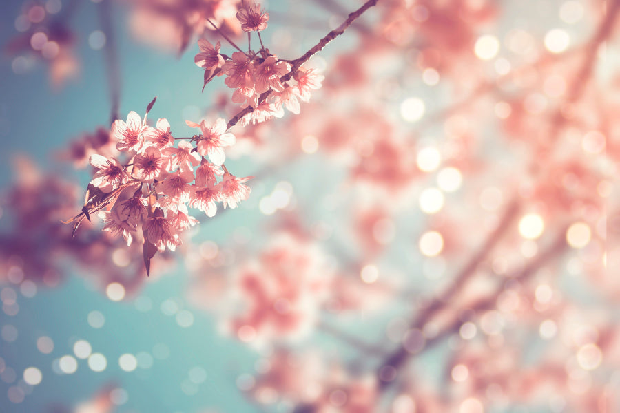 Close-Up Of Beautiful Vintage Sakura Tree Flower Acrylic Glass Print Tempered Glass Wall Art 100% Made in Australia Ready to Hang - Bella Home Decor