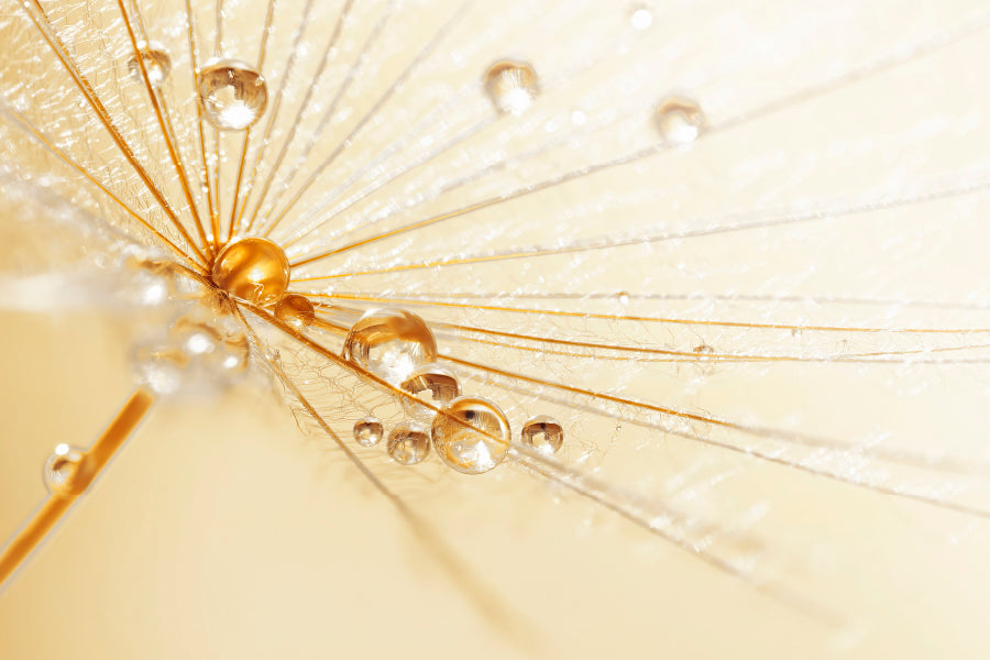Dandelion With Water Droplets Acrylic Glass Print Tempered Glass Wall Art 100% Made in Australia Ready to Hang - Bella Home Decor