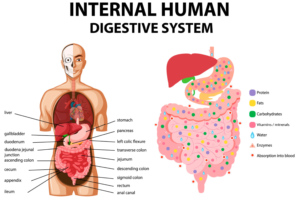 Internal Human Digestive System Illustration Home Decor Premium Quality Poster Print Choose Your Sizes - Bella Home Decor