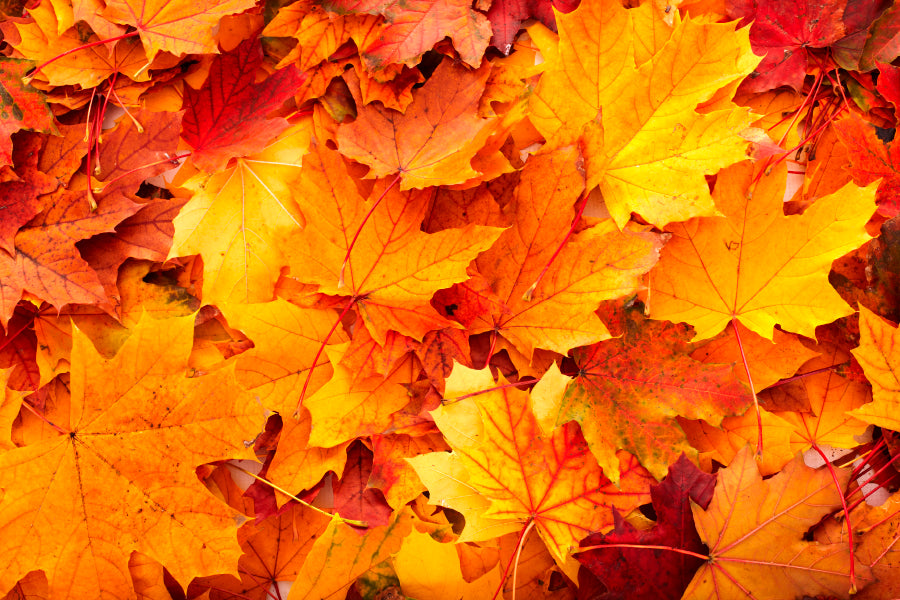 Autumn Orange Leaves Home Decor Premium Quality Poster Print Choose Your Sizes - Bella Home Decor