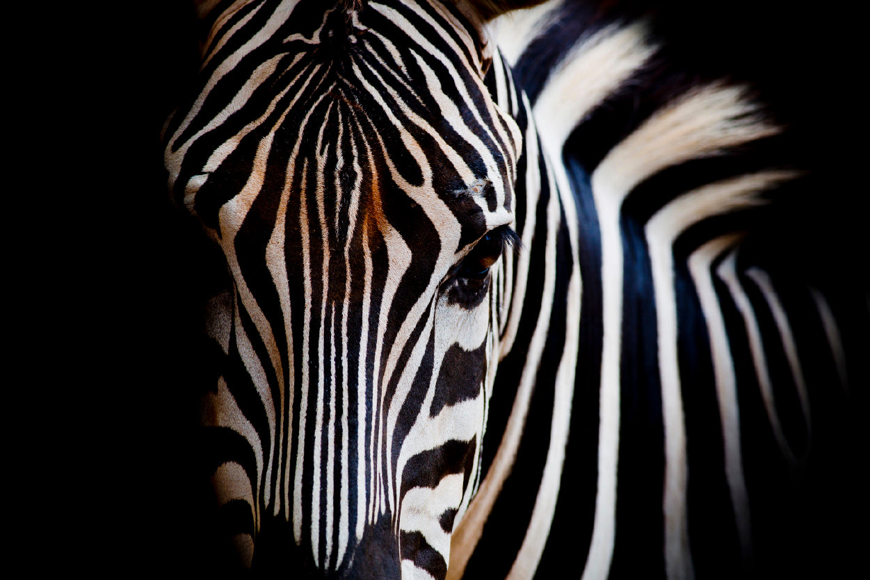 Wild Zebra in Black Background Home Decor Premium Quality Poster Print Choose Your Sizes - Bella Home Decor