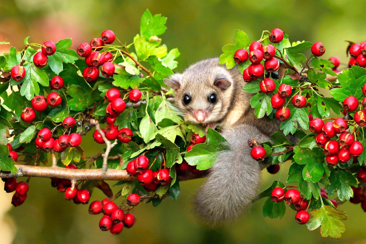 Cute European Dormouse on Autumn Berries Wall Art Decor 100% Australian Made