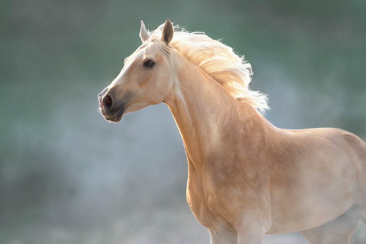 White Lusitano Horse in Movement Print 100% Australian Made - Bella Home Decor