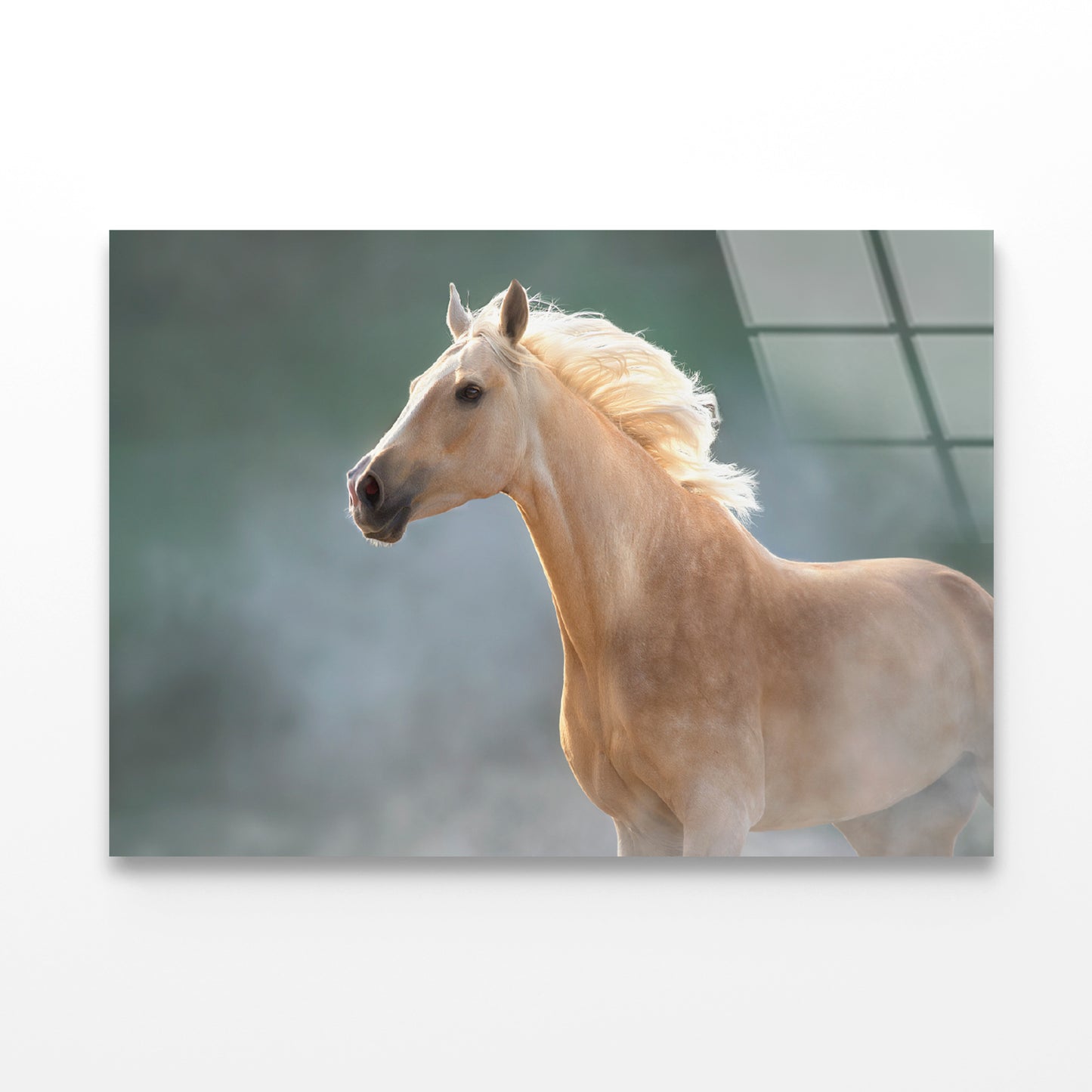 White Lusitano Horse in Movement Acrylic Glass Print Tempered Glass Wall Art 100% Made in Australia Ready to Hang - Bella Home Decor