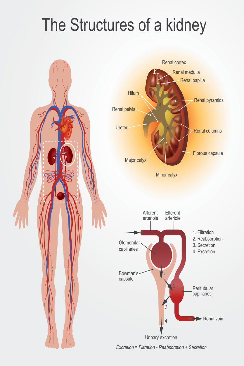 Kidney Structures Stock Illustration Home Decor Premium Quality Poster Print Choose Your Sizes - Bella Home Decor