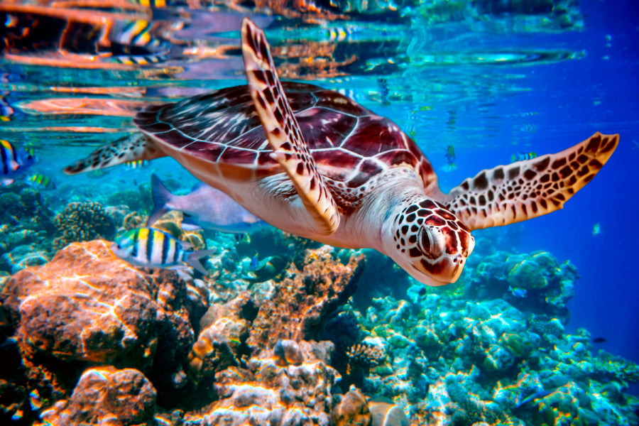 Turtle Swimming in The Ocean with Fish Home Decor Premium Quality Poster Print Choose Your Sizes - Bella Home Decor