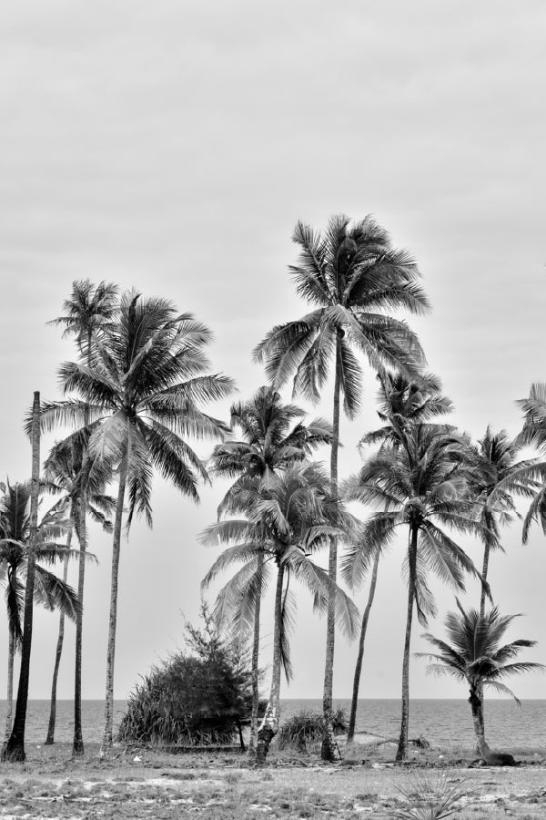 Coconut Palm Trees near Sea B&W Photograph 60x90cm Print 100% Australian Made - Bella Home Decor
