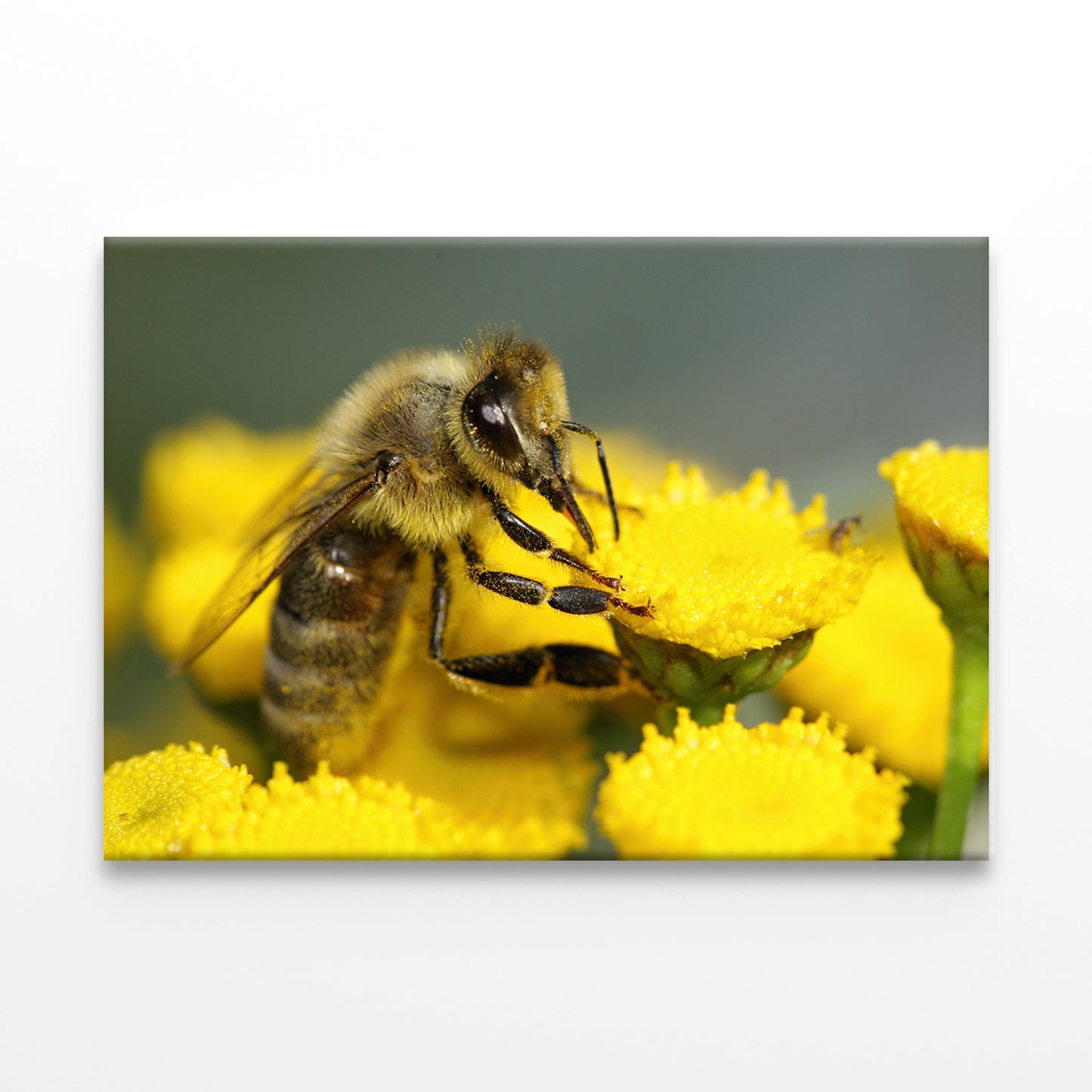 Bee on yellow Flower Wall Art Decor 100% Australian Made - Bella Home Decor