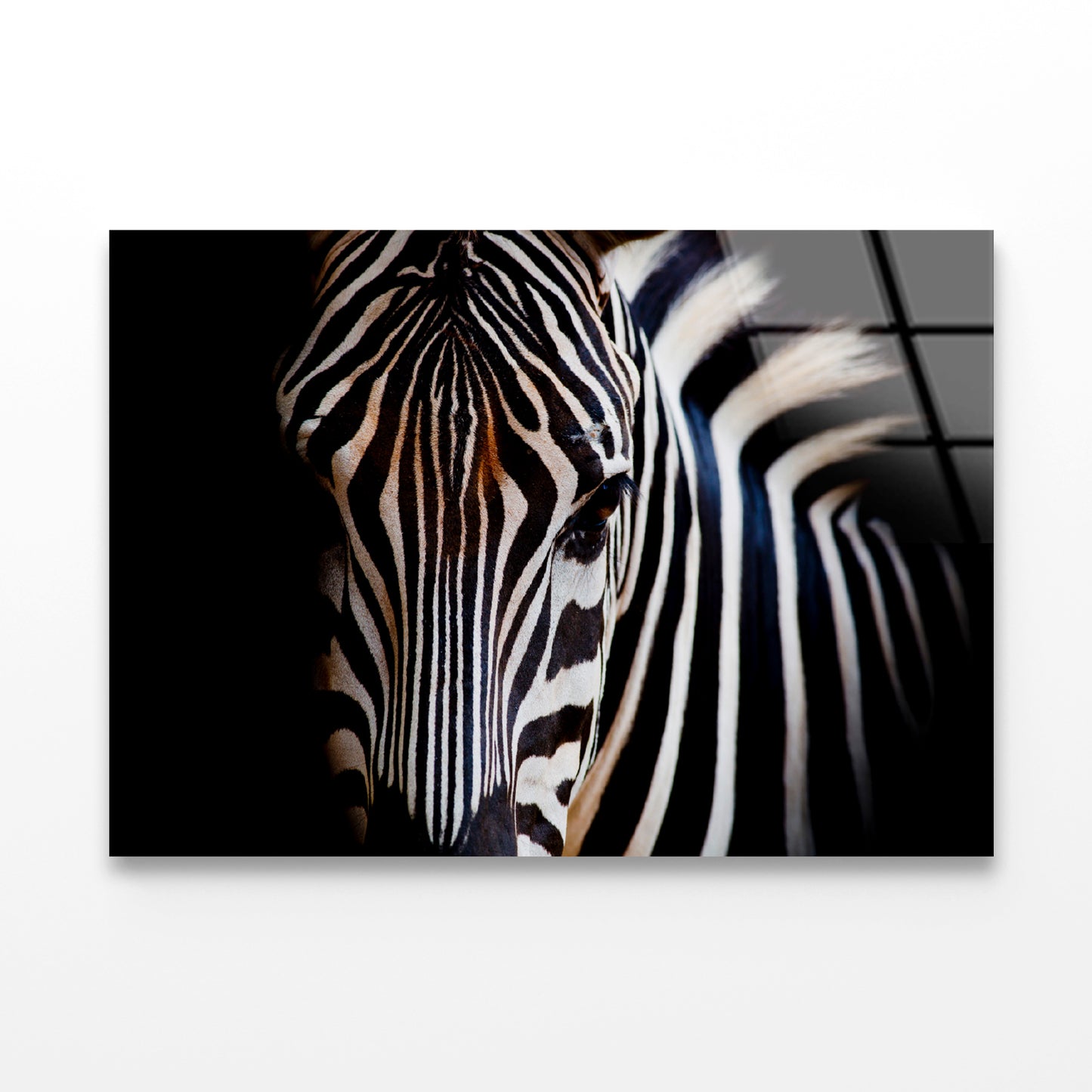 Wild Zebra in Black Background Acrylic Glass Print Tempered Glass Wall Art 100% Made in Australia Ready to Hang - Bella Home Decor