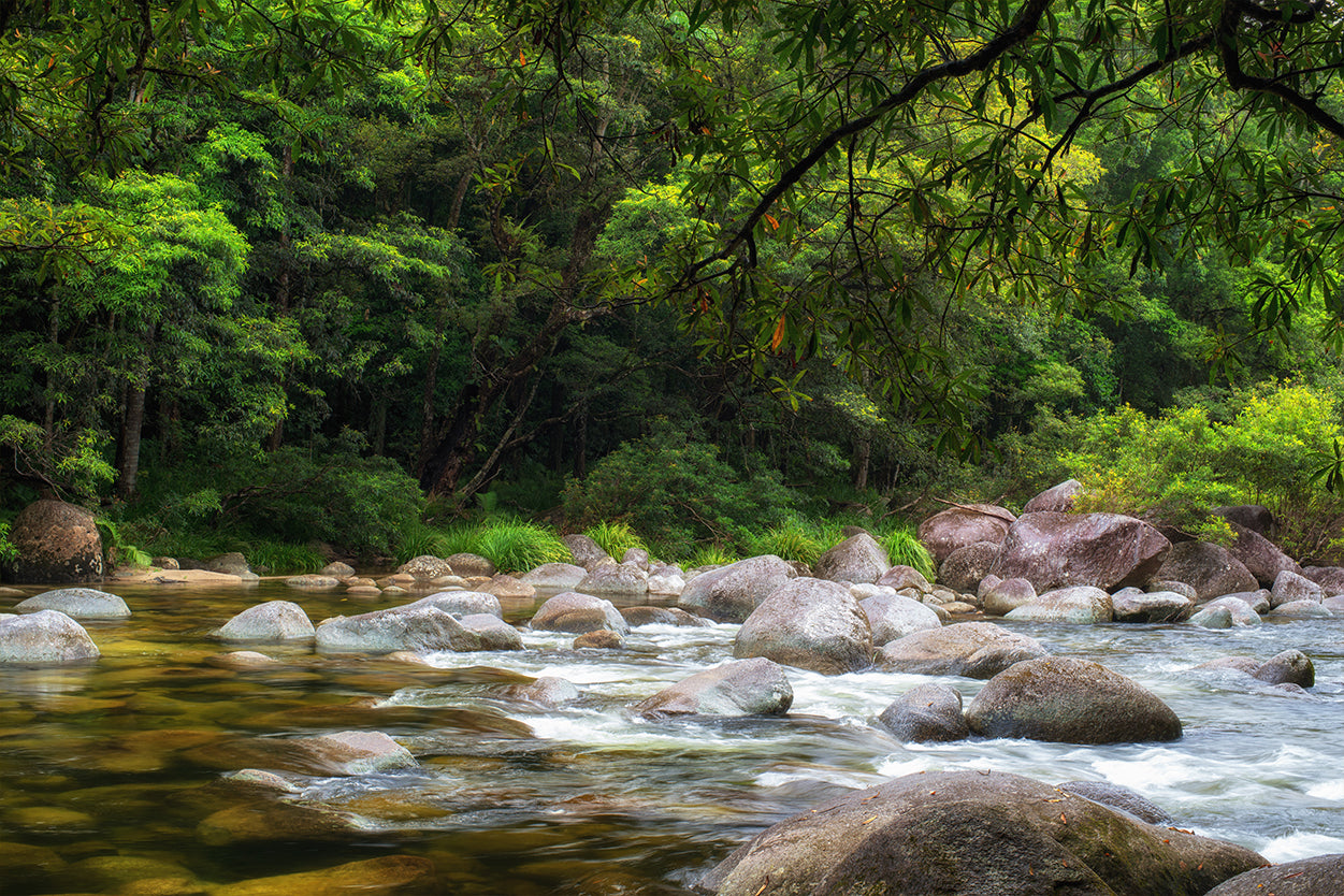 Daintree Rainforest Queensland Mossman River Hiking Wall Art Decor 100% Australian Made