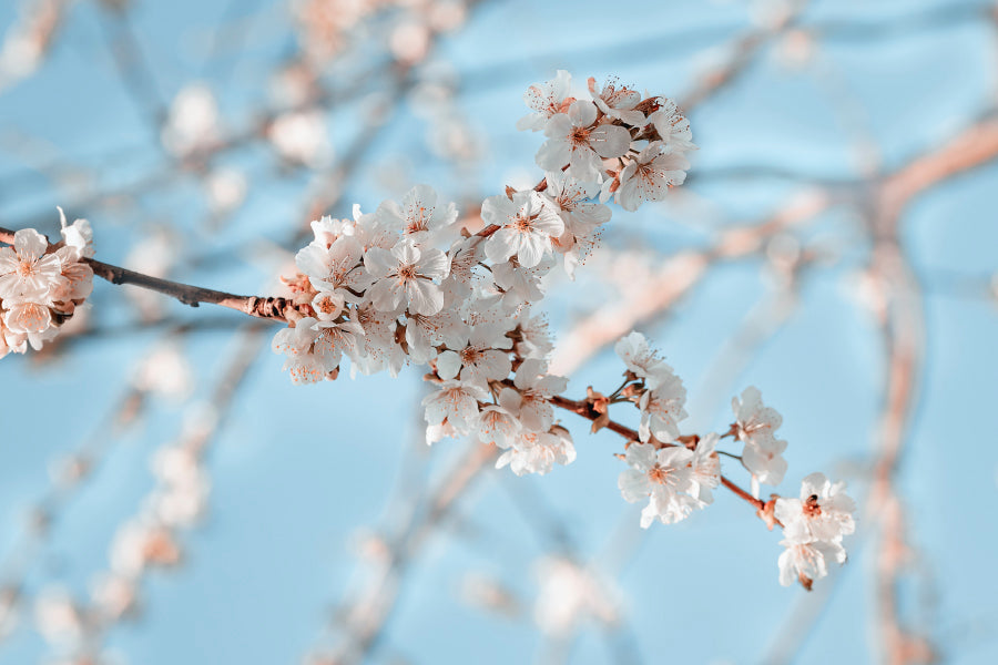 Close-Up Of the Blossoming Branch in Spring Home Decor Premium Quality Poster Print Choose Your Sizes - Bella Home Decor