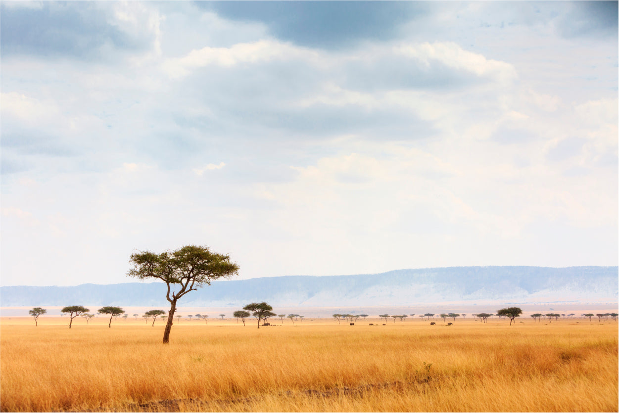 Kenya Open Field with Elephants Home Decor Premium Quality Poster Print Choose Your Sizes - Bella Home Decor