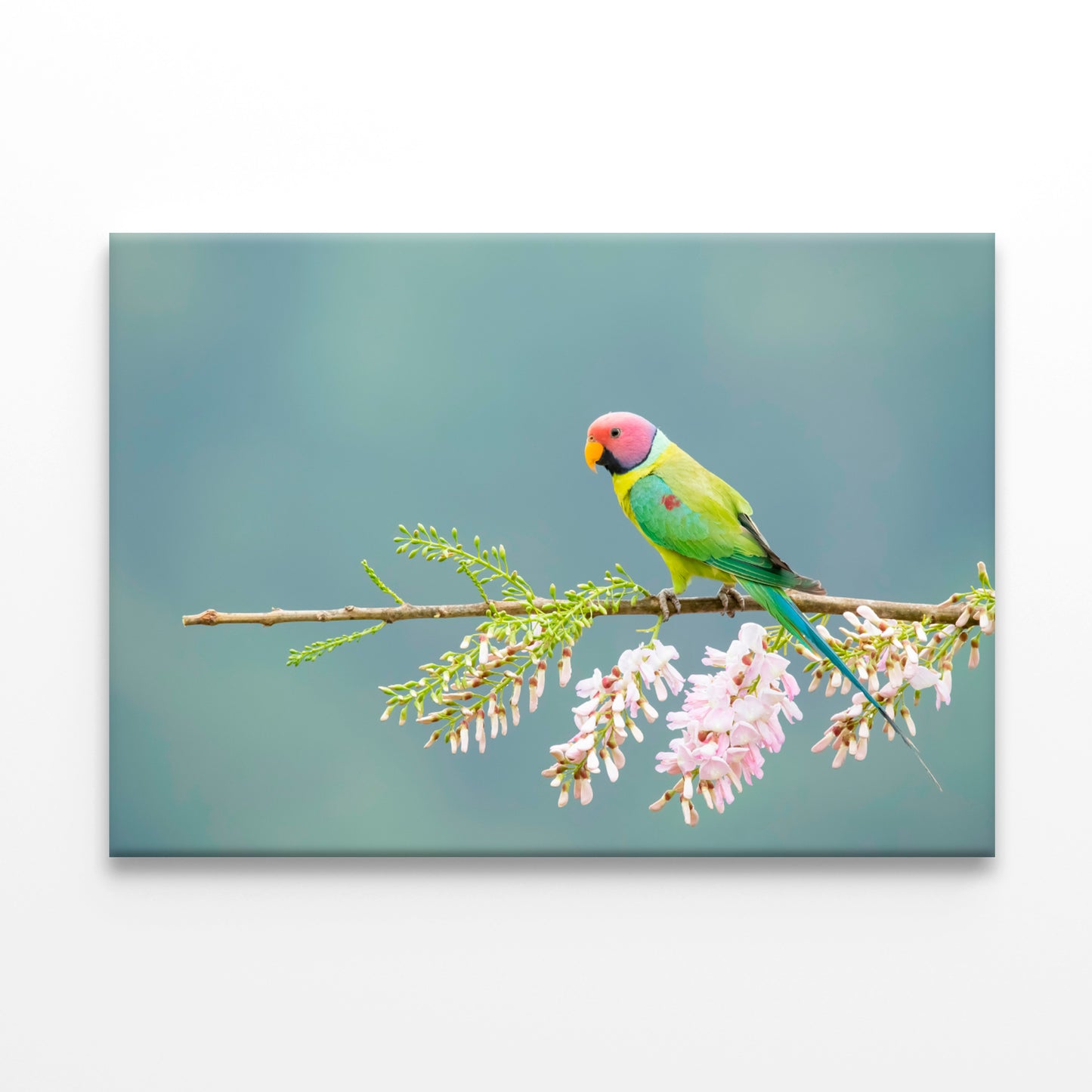 Plum-Headed Parakeet Feeding Wall Art Decor 100% Australian Made - Bella Home Decor