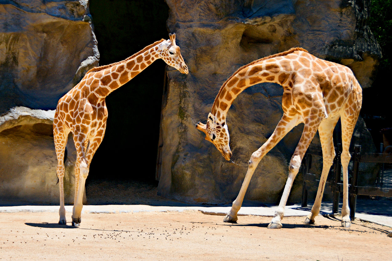 Giraffes at Taronga Park Zoo Sydney Wall Art Decor 100% Australian Made