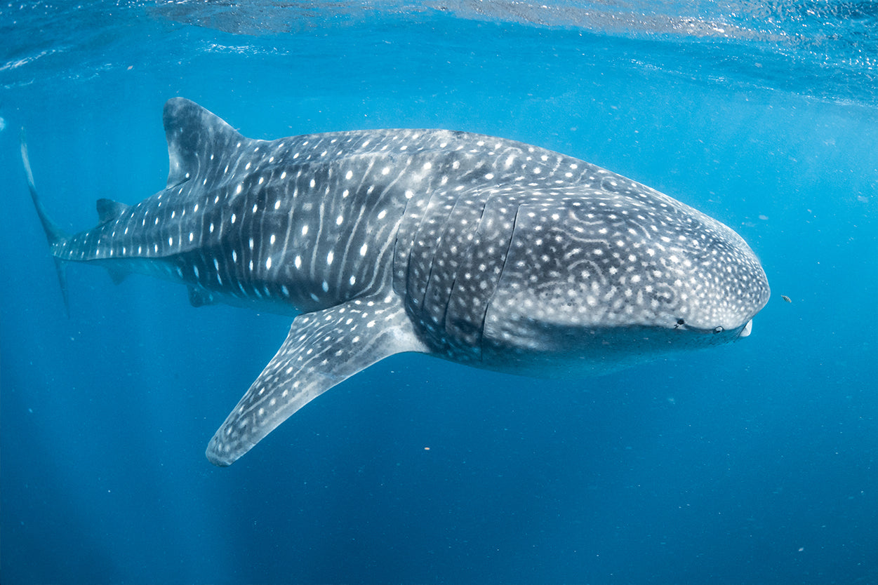 Ningaloo Reef Western Australia Whale Shark Wall Art Decor 100% Australian Made