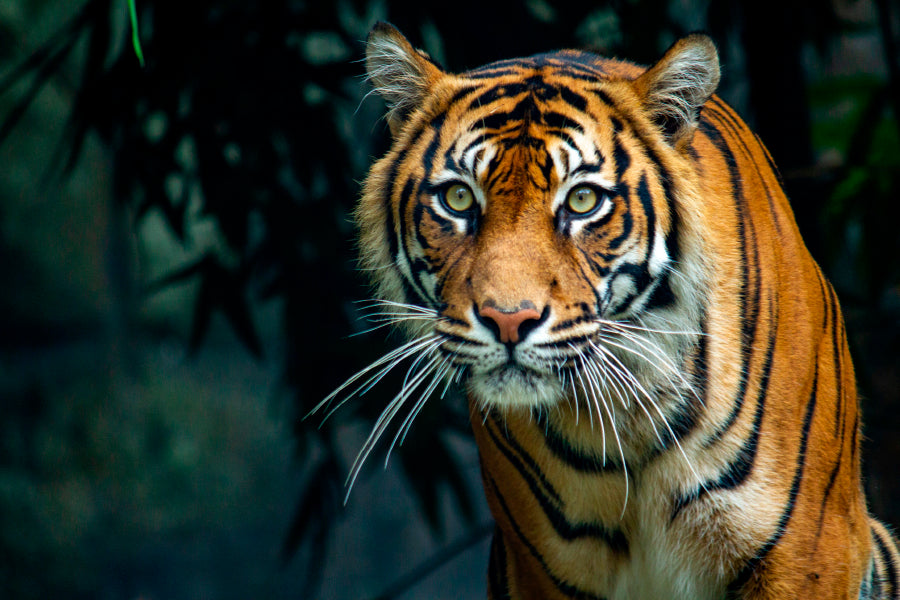 Proud Sumatran Tiger Prowling Towards Acrylic Glass Print Tempered Glass Wall Art 100% Made in Australia Ready to Hang - Bella Home Decor