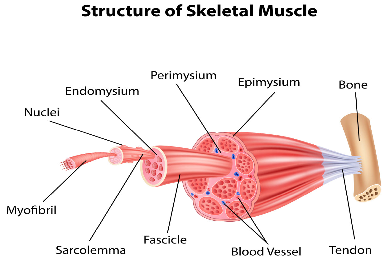 Structure Skeletal Muscle Anatomy Home Decor Premium Quality Poster Print Choose Your Sizes - Bella Home Decor