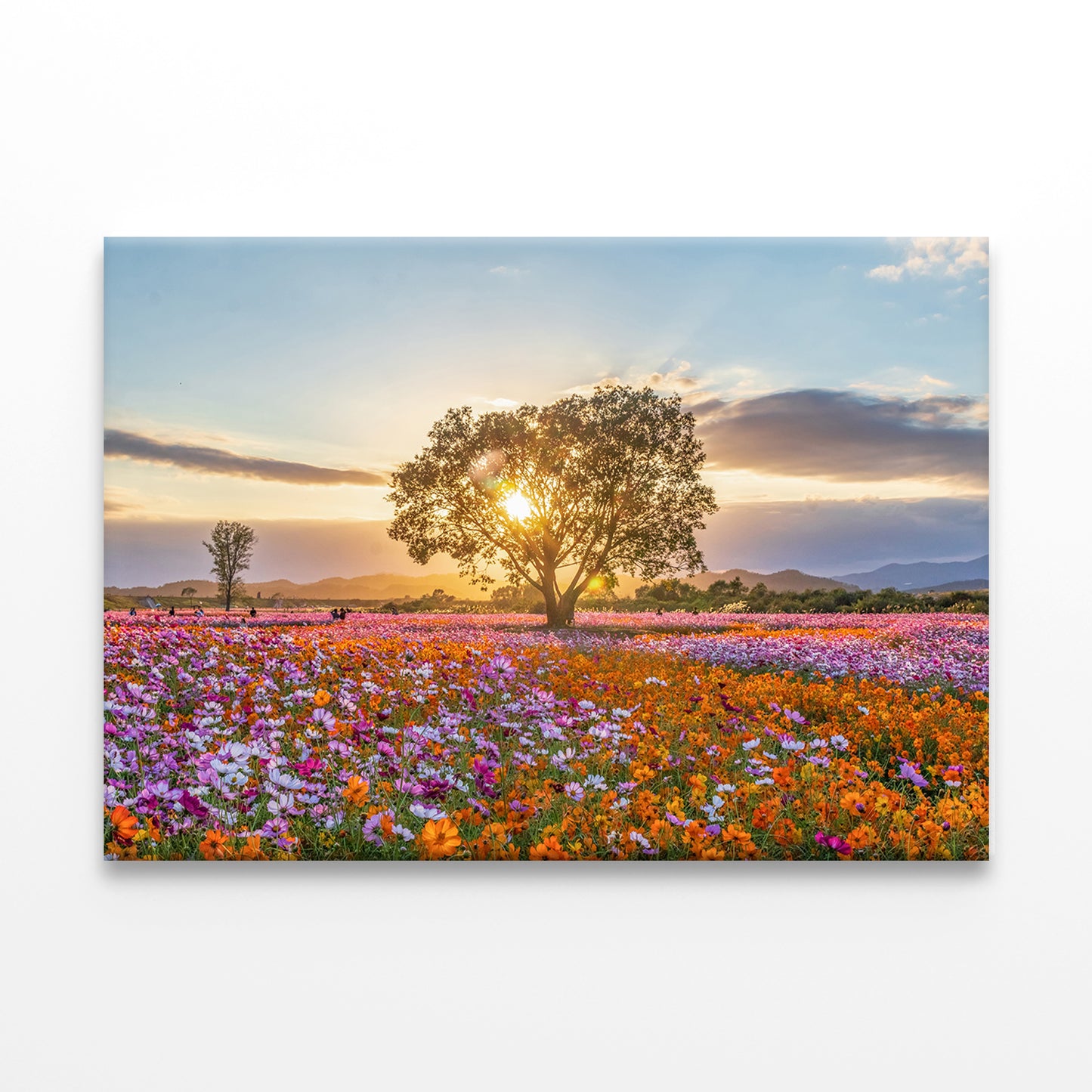 Autumn Fields with Cosmos in BloomWall Art Decor 100% Australian Made - Bella Home Decor