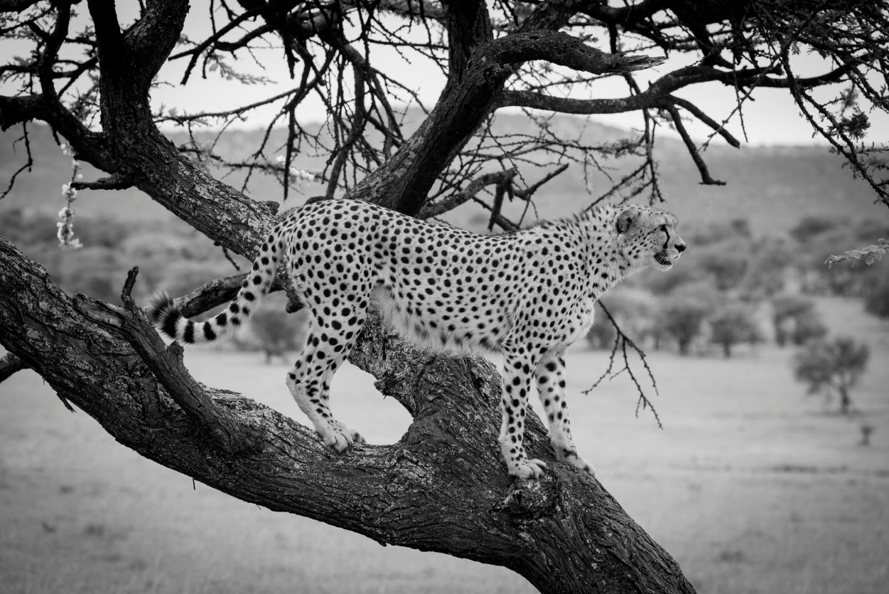 View of Cheetah Stands in Tree in Grassland Home Decor Premium Quality Poster Print Choose Your Sizes - Bella Home Decor