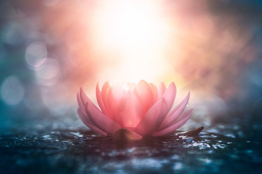 Pink Flower & Sunlight View Acrylic Glass Print Tempered Glass Wall Art 100% Made in Australia Ready to Hang - Bella Home Decor