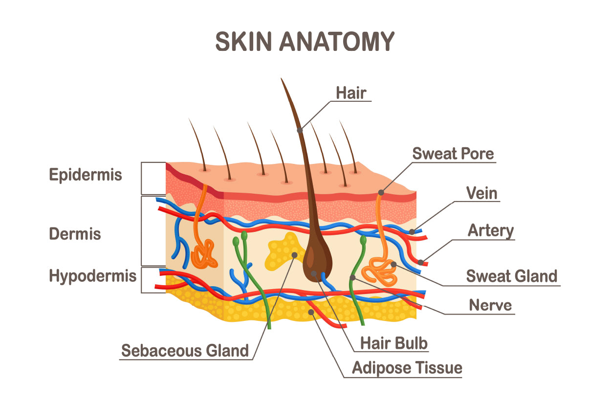 Human Skin Anatomy Home Decor Premium Quality Poster Print Choose Your Sizes - Bella Home Decor