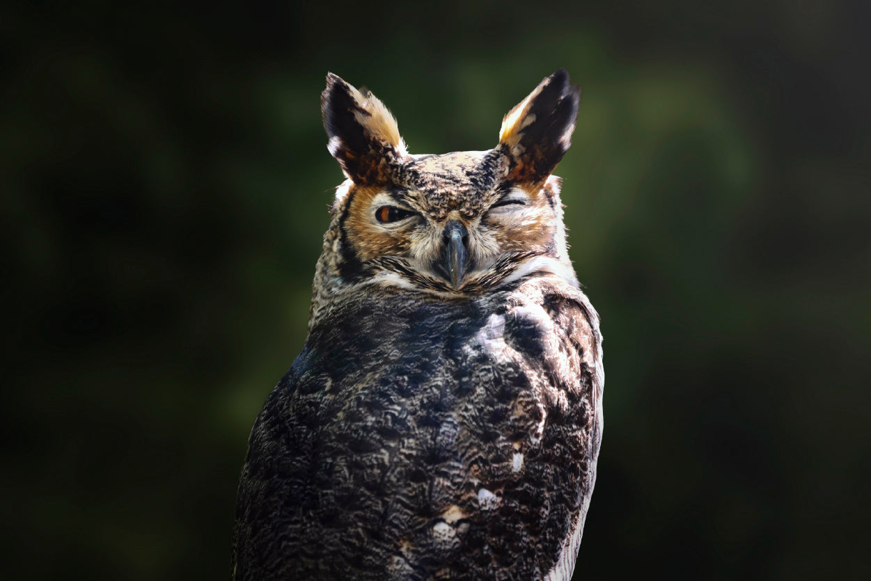 South American Great Horned Owl Close up View Home Decor Premium Quality Poster Print Choose Your Sizes - Bella Home Decor