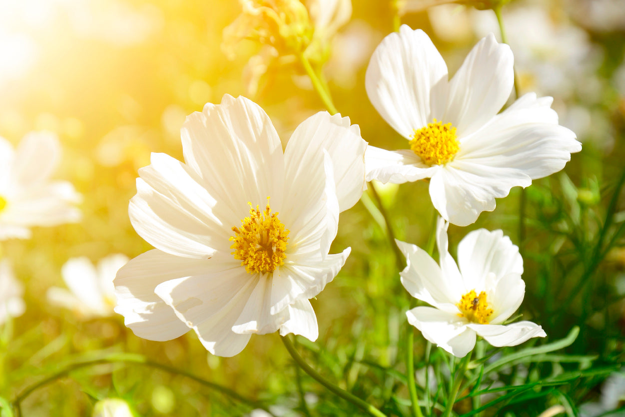 White Flowers Close-Up View In Garden Home Decor Premium Quality Poster Print Choose Your Sizes - Bella Home Decor