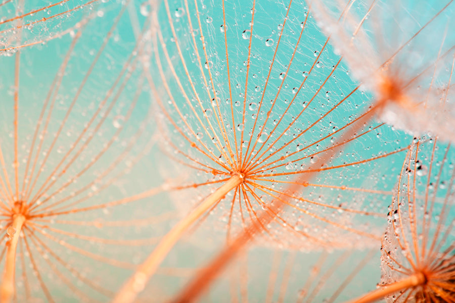 Dandelion Seed with Water Drops Home Decor Premium Quality Poster Print Choose Your Sizes - Bella Home Decor
