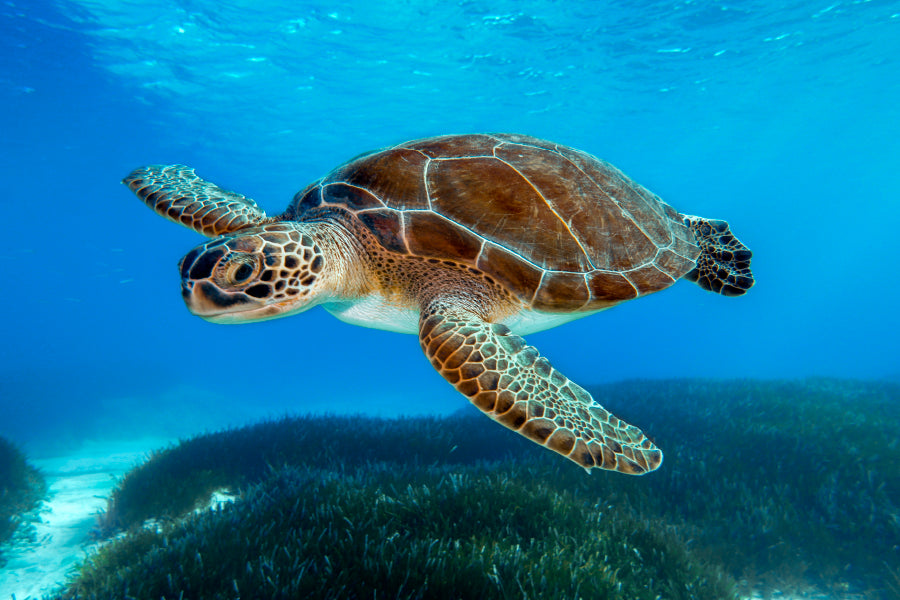 Turtle Swimming in The Ocean with A Lot of Water Wall Art Decor 100% Australian Made - Bella Home Decor