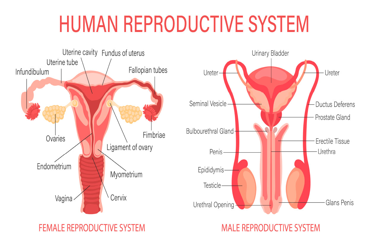 The Human Reproductive System Home Decor Premium Quality Poster Print Choose Your Sizes - Bella Home Decor