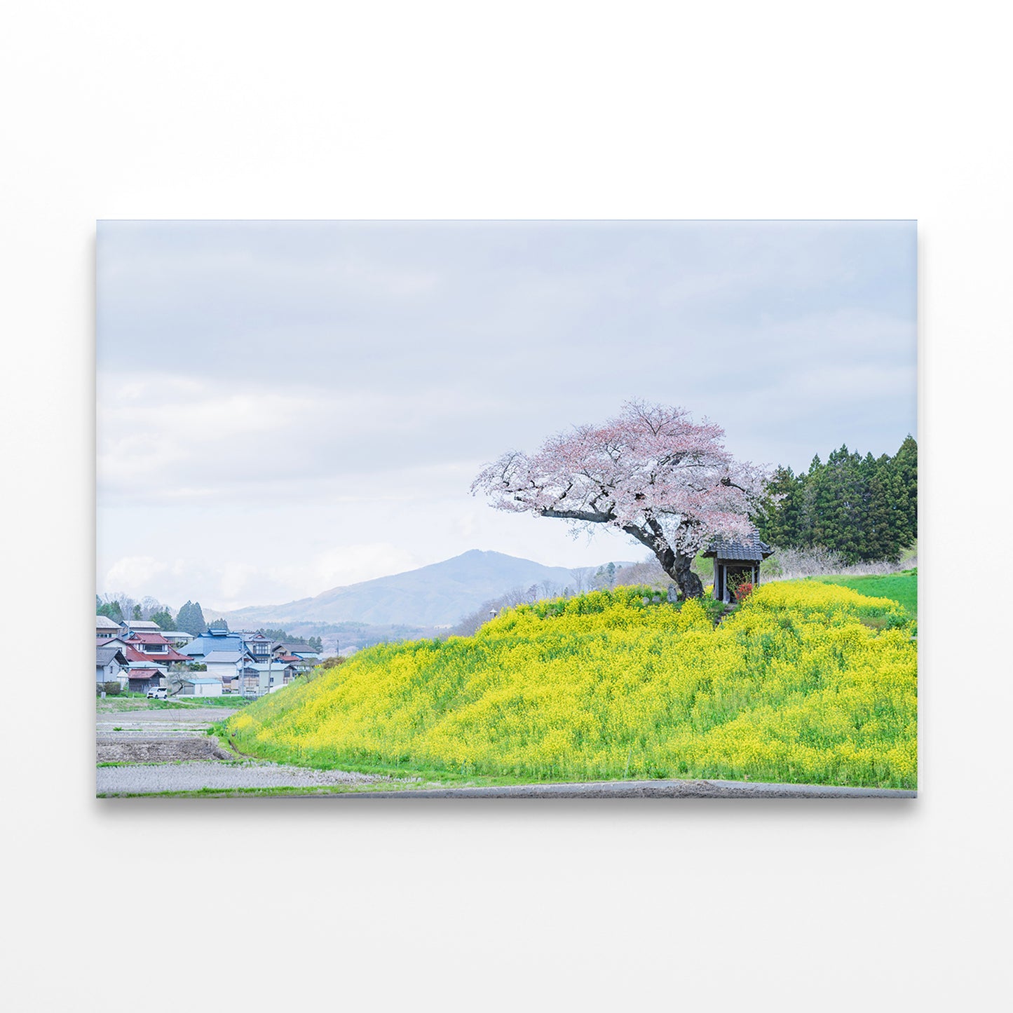 Ozawa Cherry Tree in Tamura City, Japan Wall Art Decor 100% Australian Made - Bella Home Decor