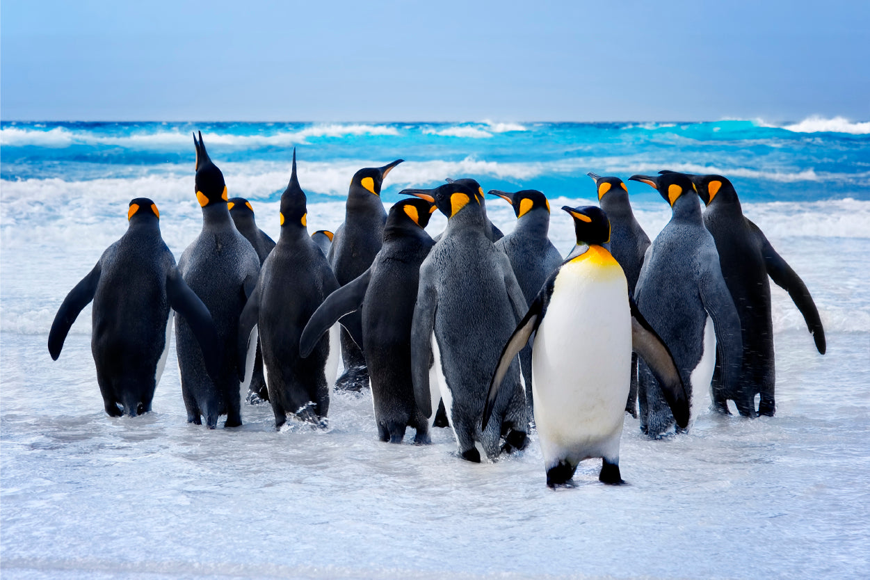 King Penguins South Georgia Coast Wall Art Decor 100% Australian Made