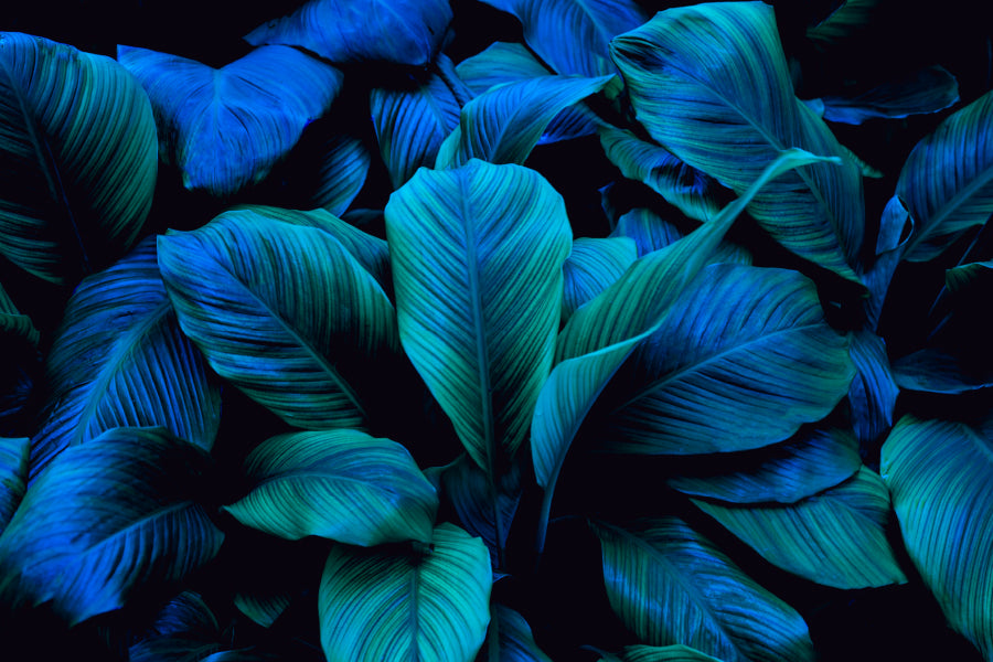 Leaves Of Spathiphyllum Cannifolium Acrylic Glass Print Tempered Glass Wall Art 100% Made in Australia Ready to Hang - Bella Home Decor
