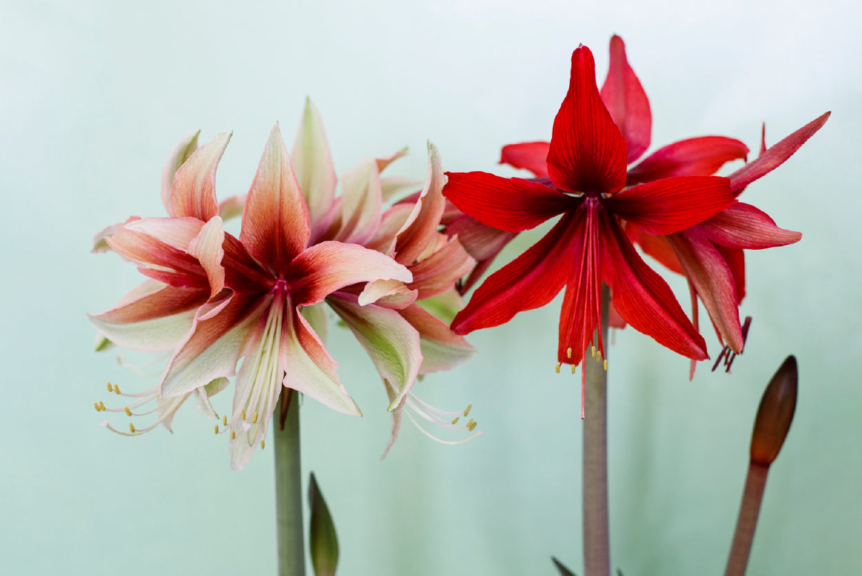 A Group of Red Lily Flowers Home Decor Premium Quality Poster Print Choose Your Sizes - Bella Home Decor
