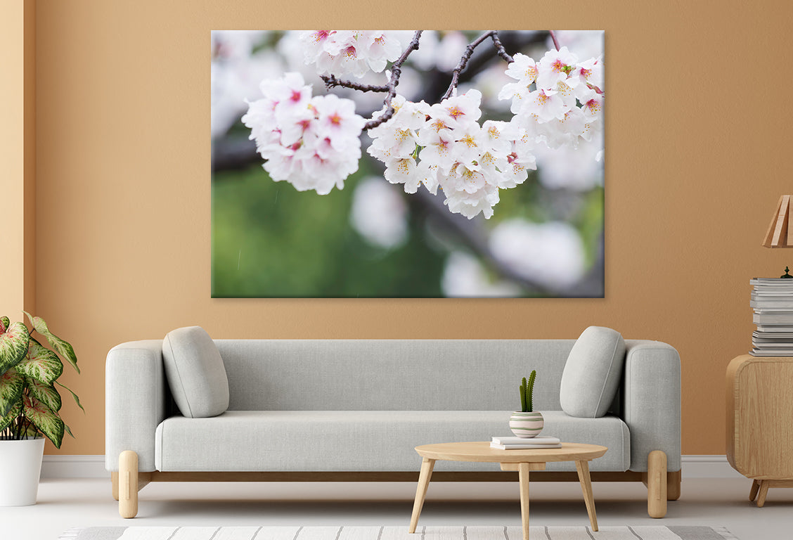 Rain on White Cherry Blossoms Wall Art Decor 100% Australian Made - Bella Home Decor