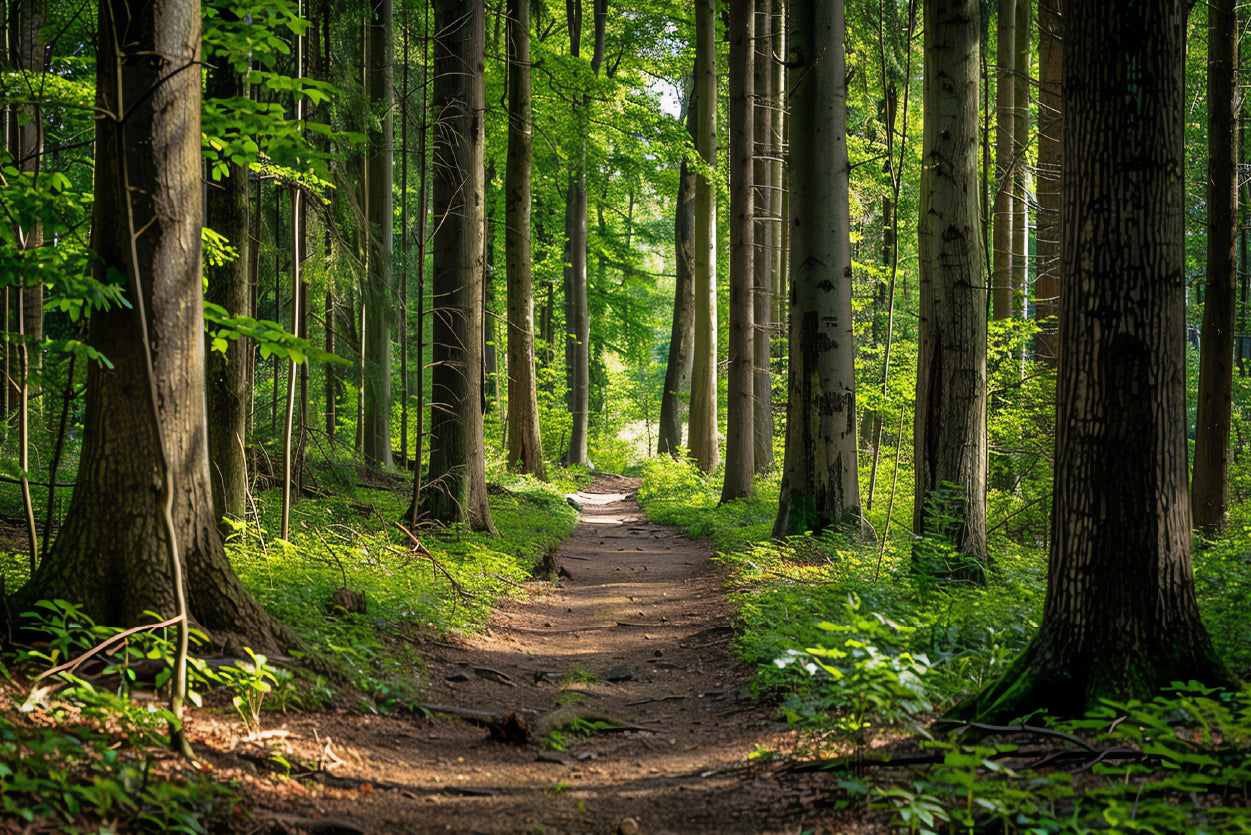 Forest Path through Tall Trees Home Decor Premium Quality Poster Print Choose Your Sizes - Bella Home Decor