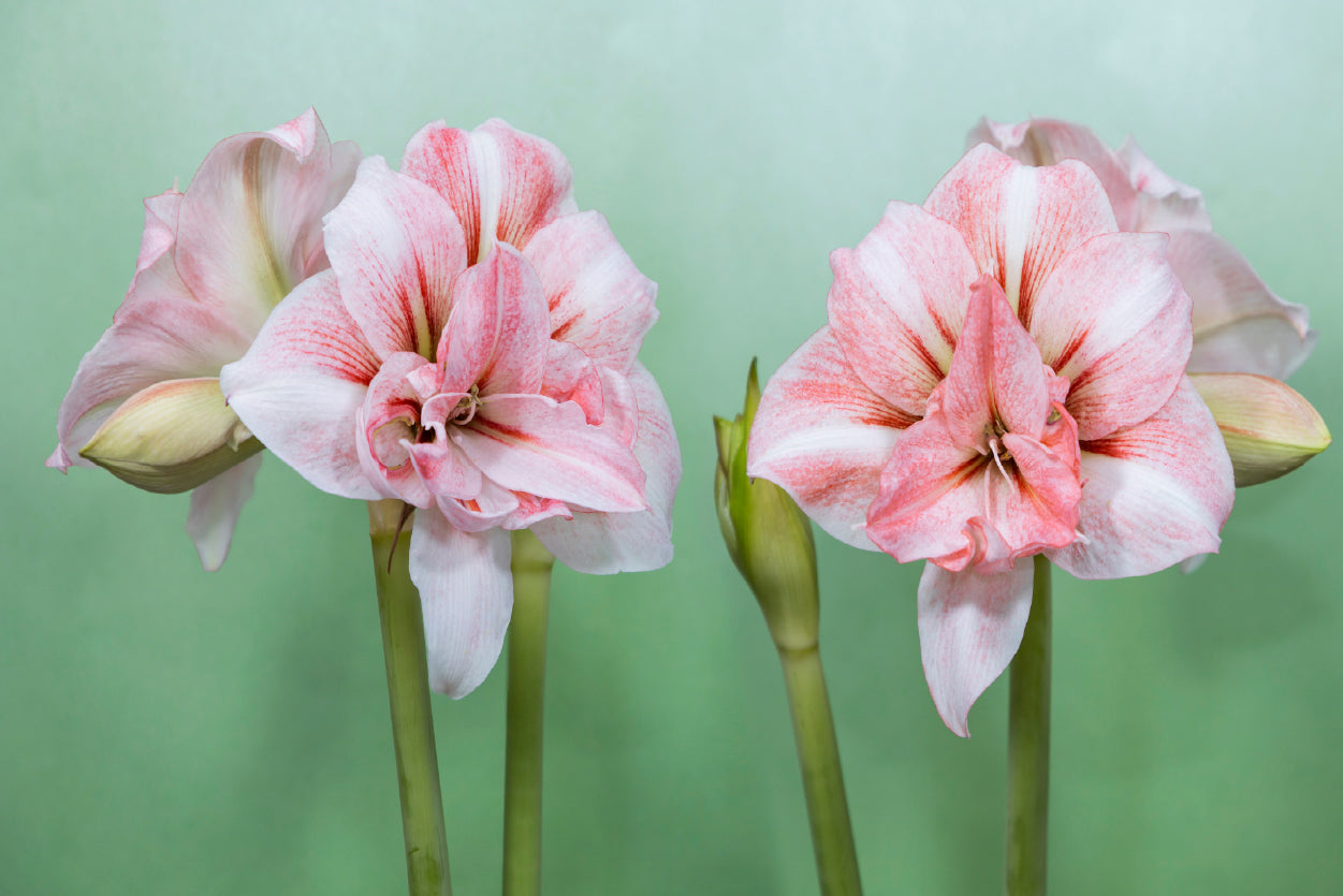 View of a Group of Pink Flowers Home Decor Premium Quality Poster Print Choose Your Sizes - Bella Home Decor