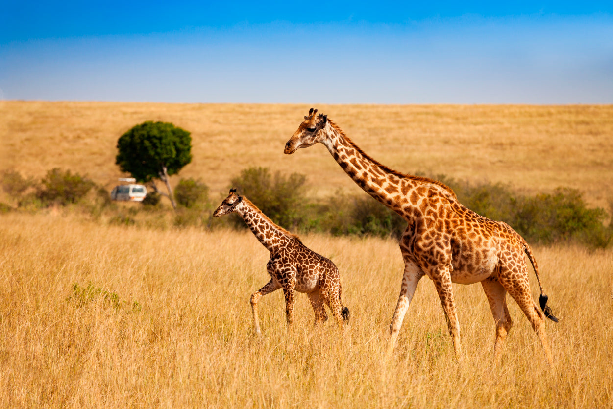 View of Two Giraffes and Safari Car in Kenya Home Decor Premium Quality Poster Print Choose Your Sizes - Bella Home Decor