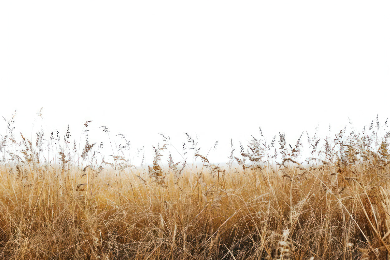 A Field Of Tall Grass under a Sky in winter Home Decor Premium Quality Poster Print Choose Your Sizes - Bella Home Decor