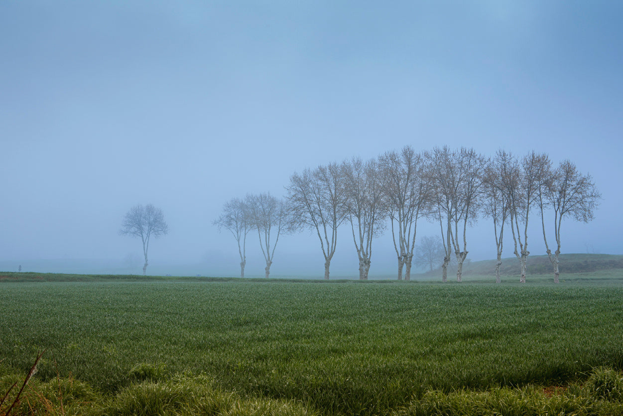 A Grassy Field with Trees, Clear Sky and Some Mist Home Decor Premium Quality Poster Print Choose Your Sizes - Bella Home Decor