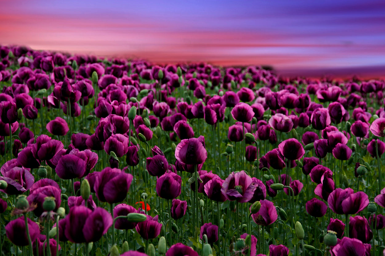 Romantic Sunset on a Field with Poppies Home Decor Premium Quality Poster Print Choose Your Sizes - Bella Home Decor