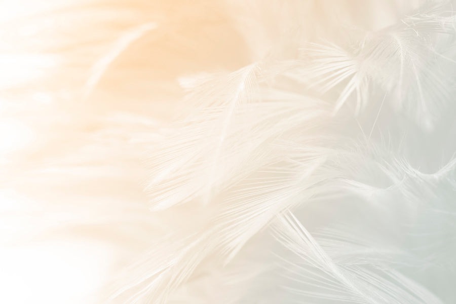 Beautiful White Feather Acrylic Glass Print Tempered Glass Wall Art 100% Made in Australia Ready to Hang - Bella Home Decor