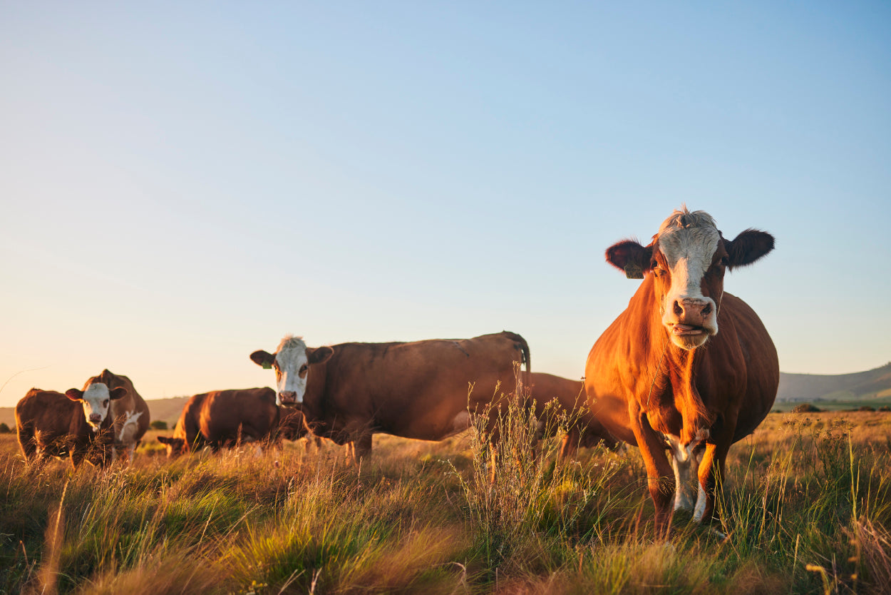 Hereford Cattle South Africa Wall Art Decor 100% Australian Made