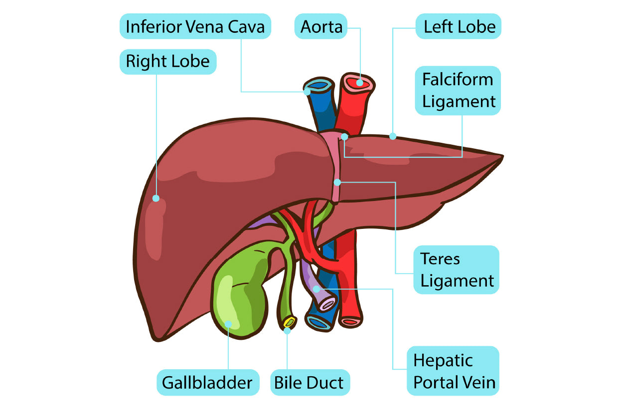 Human Liver Gallbladder Diagram Home Decor Premium Quality Poster Print Choose Your Sizes - Bella Home Decor