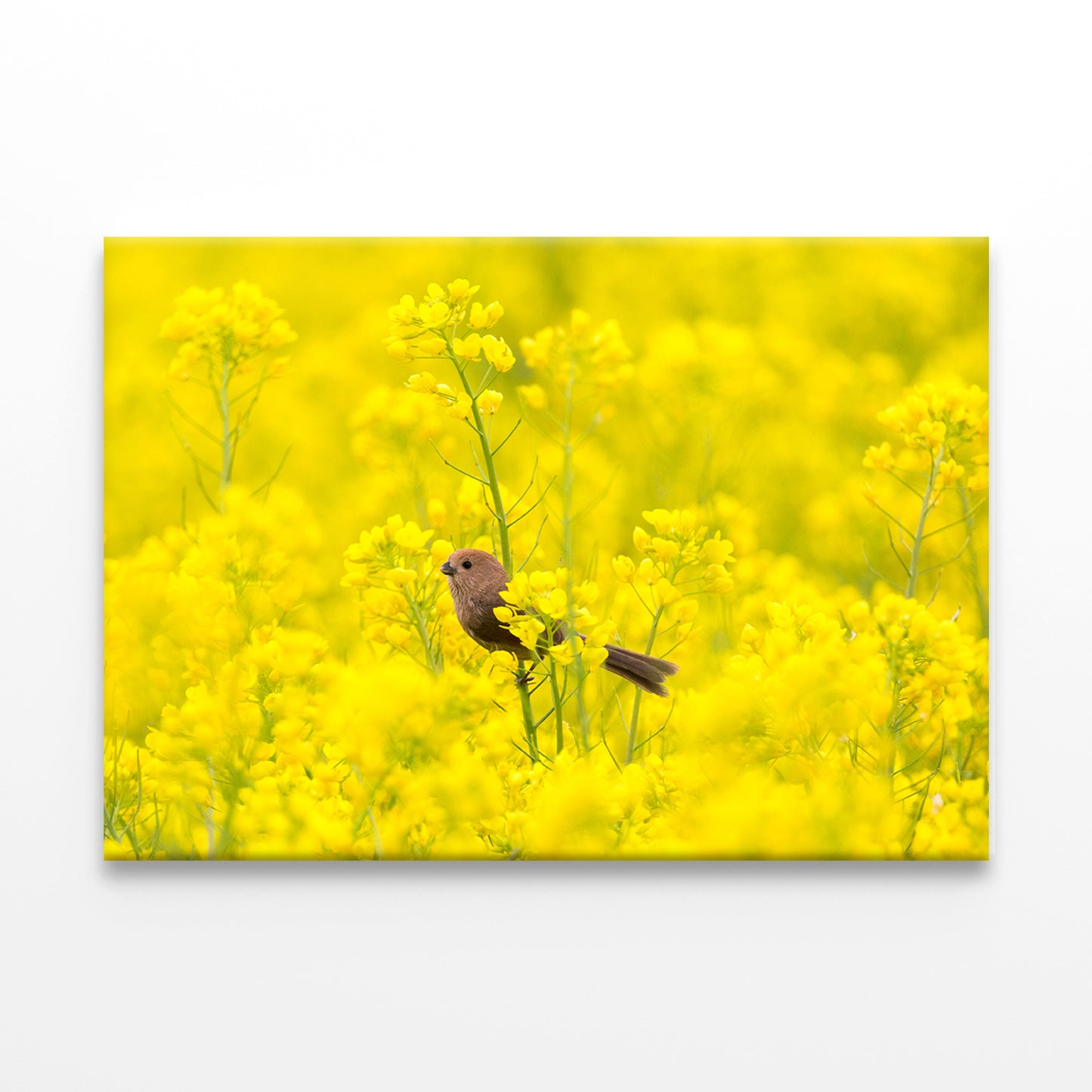 Spring scenery of Nakdonggang River canola fields in Korea Wall Art Decor 100% Australian Made - Bella Home Decor