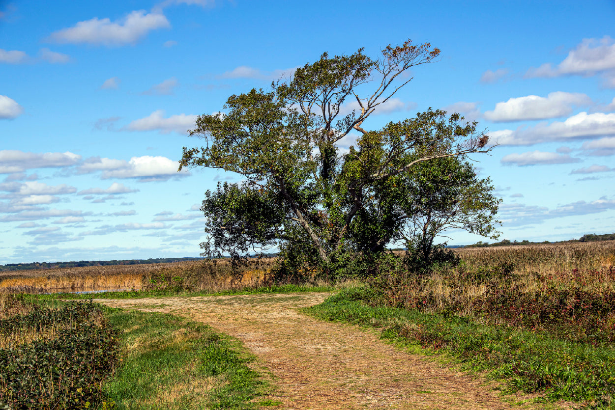 A Tree in the Vast Of Parker River Home Decor Premium Quality Poster Print Choose Your Sizes - Bella Home Decor
