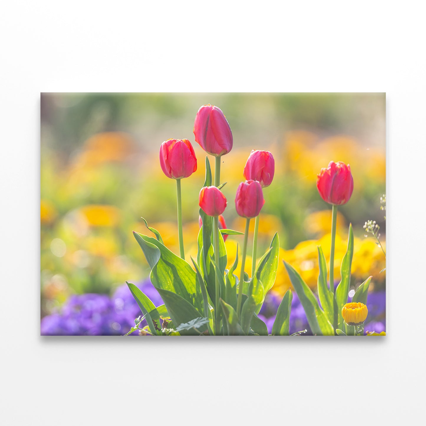 Spring scenery of fields along Korea's Nakdong River with tulips blooming Wall Art Decor 100% Australian Made - Bella Home Decor