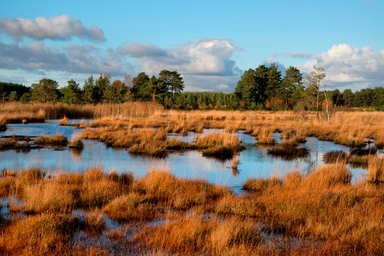 The Wetlands in the Evening Winter Sun Home Decor Premium Quality Poster Print Choose Your Sizes - Bella Home Decor